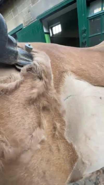 Clipping of thick horse coat