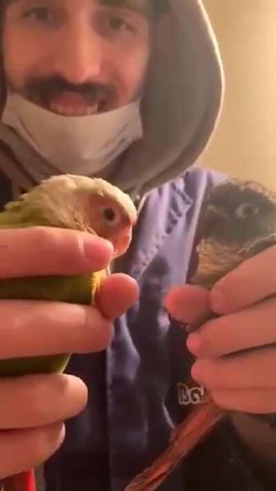 Kiwi is very happy to meet her future husband