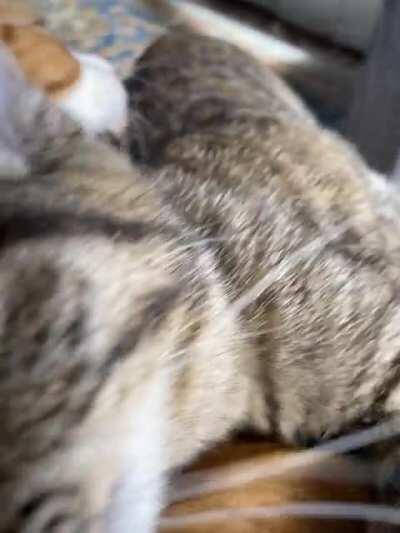 We just got home. Mamas watching me + big brother is cleaning me...this is my happy blep! Turn the volume up to hear my purrs!