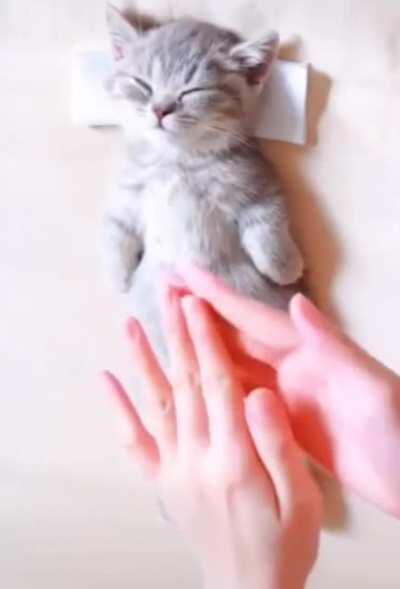 Lil kitty getting a massage｡◕‿◕｡