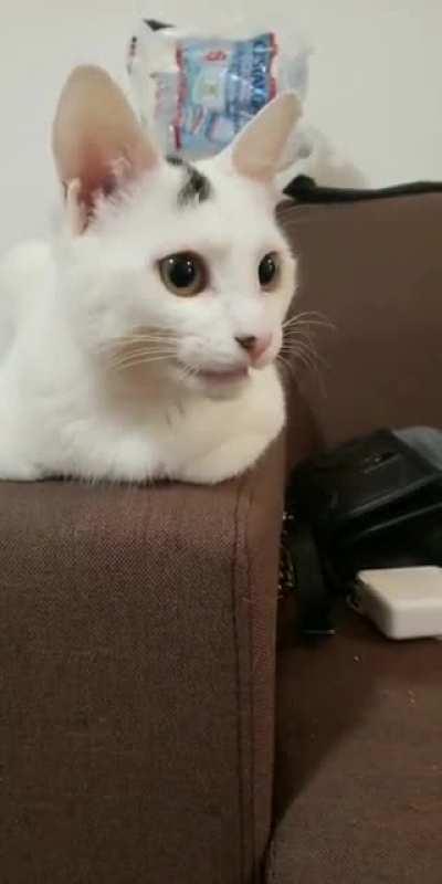 Kitty derpiness personified.