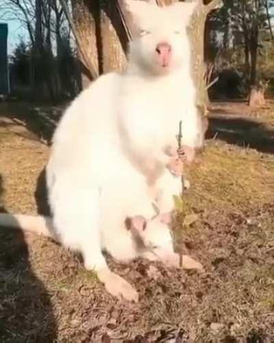 🔥 Have you ever seen an Albino Wallaby?