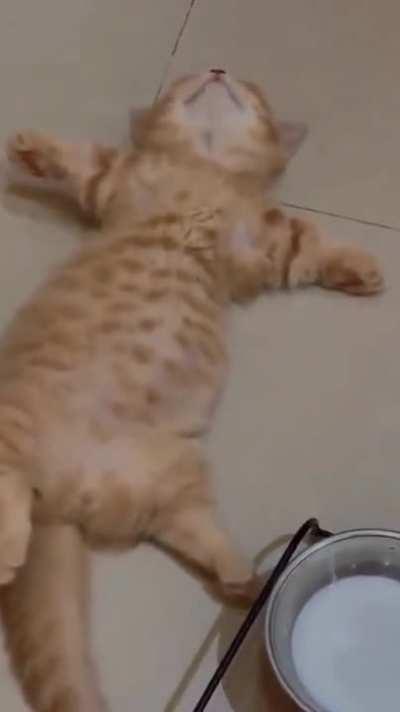 Kitten relaxing on a full stomach