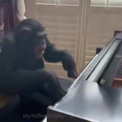Monke playing Mozart