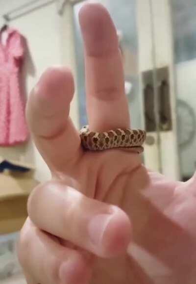 Smol snek giving finger hugs