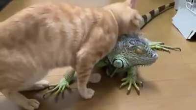 Your a strange cat but I like you