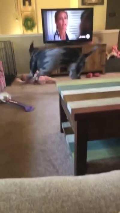 Great Dane zoomies knock out baby.