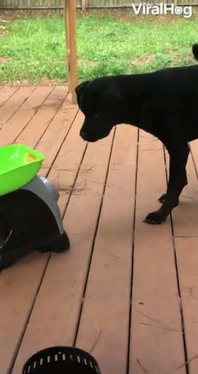 He's cheating at playing fetch.