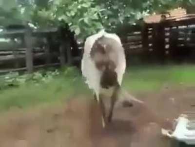 This woman startled a massive 1200lb Cow