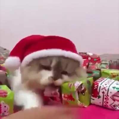 &ldquo;It&rsquo;s not Christmas yet!&rdquo; But, almost there!!!