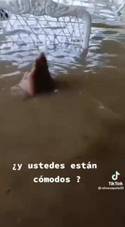 Most stressed Dominican