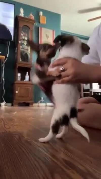 Perritos bailando Pal tiktok