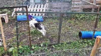 I think they love their homemade run 🤪