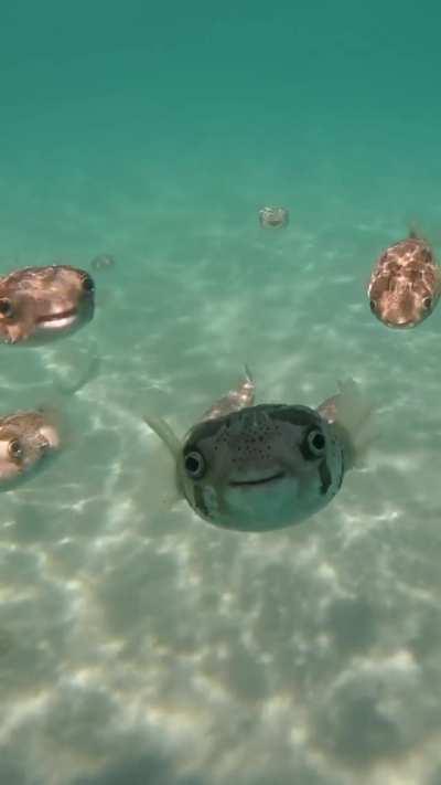 These pufferfish trying to reach you about your car's extended warranty