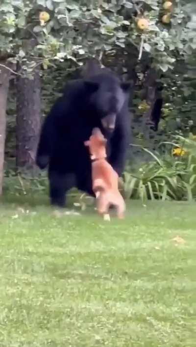 Bro was just trying to hang out :(