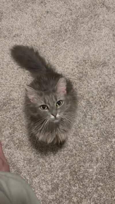 She squeaks and taps for pets