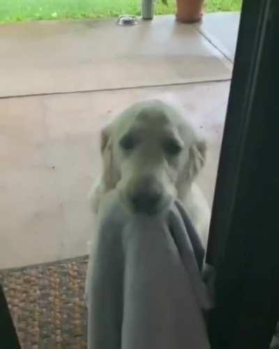 Пожалуйста вытрите лапы Куперу прежде чем он забежит. Спасибо, с любовью, Мама