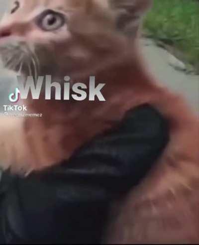 What I want to happen at the end of Sunset Paradise involving Meggy and Whisk.