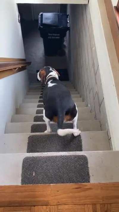 This is Carl. He is confused by stairs.