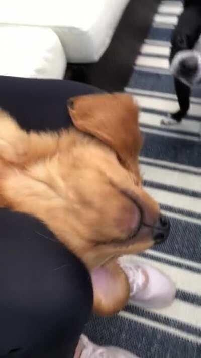 We picked up our new golden yesterday and he’s been a tired pup!