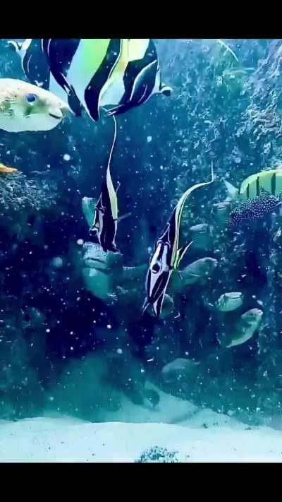 Cabo Life, Puffers and friends in the current. Beep Beep