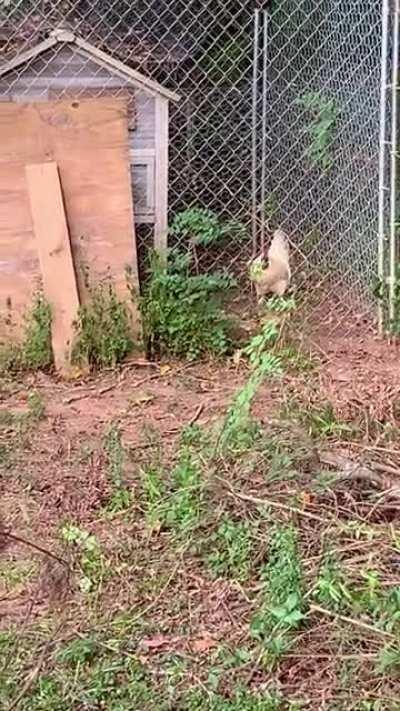 My rooster sneezing
