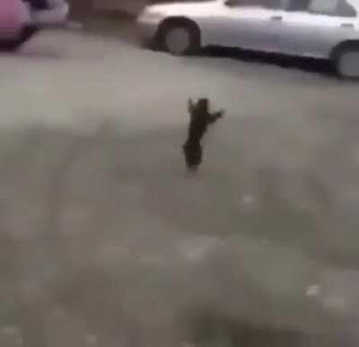 Monkey do be fast tho😳