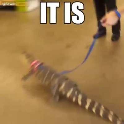 MESSSY UR MAH ORANGE SODA SHORTY