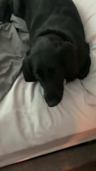 My Dog: The Pill-Eating Prodigy