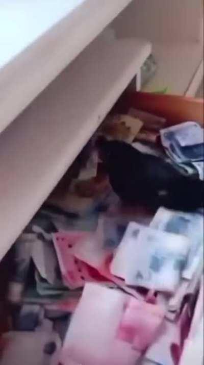 Pet bird, a Jungle Myna, has been trained to go out and look for money, then bring it back home with him