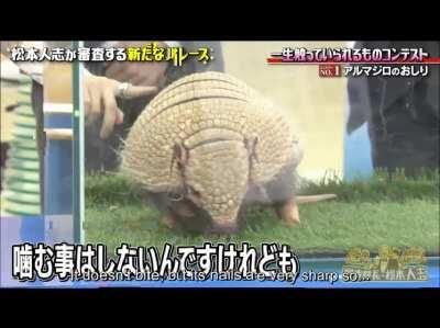 Comfortable things to touch contest. [Chief Judge Matsumoto]