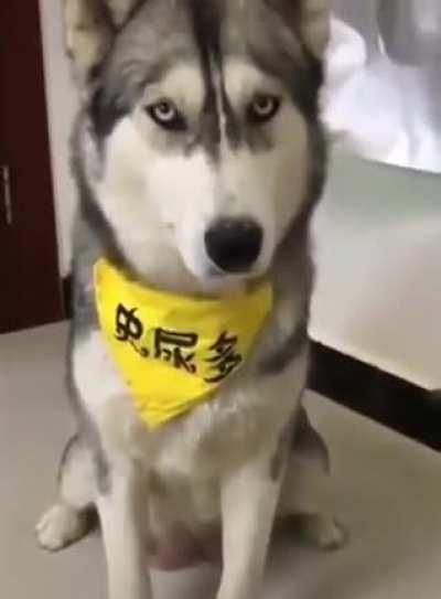 You cheat me like this after telling me I'm such a good boy?