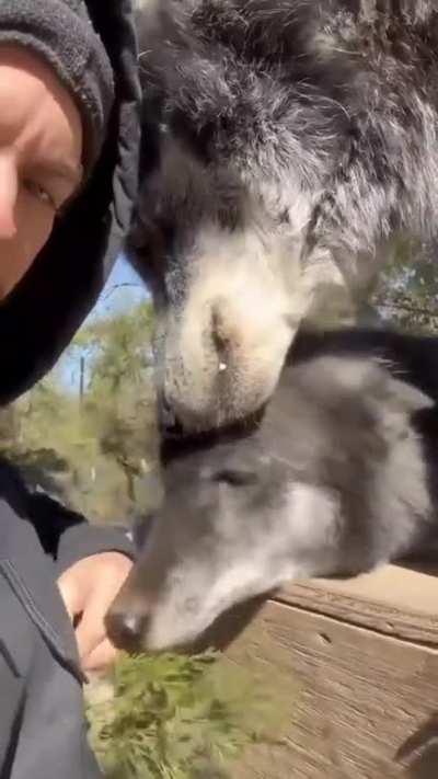 Owner of massive Timberwolf tempts fate