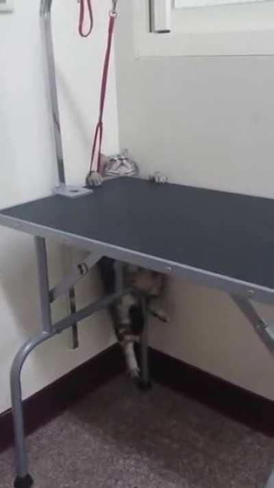 A cat being an escape artist