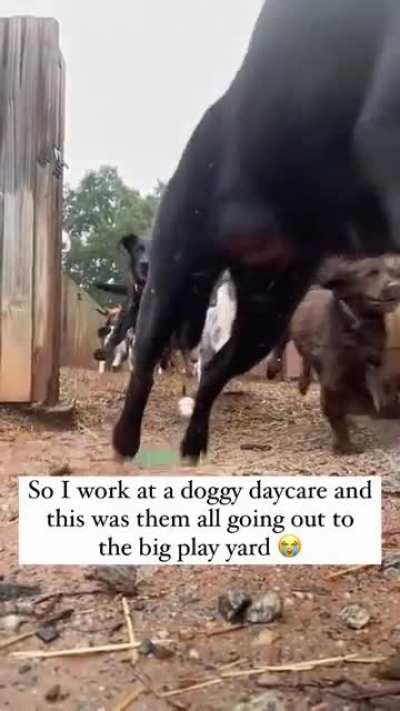 You may have noticed that there are no huskies in this video of a doggy daycare. This is because they are little brats who will emotionally manipulate you into taking them wherever you go