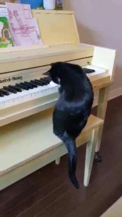 Cats really evolving in quarantine.