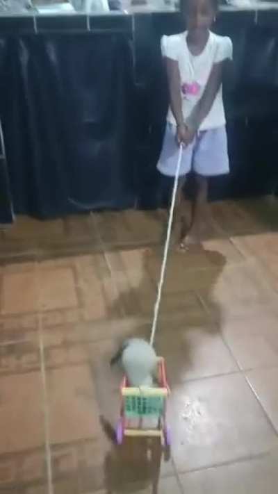 My niece's adopted cat doesn't want to get out of her stroller