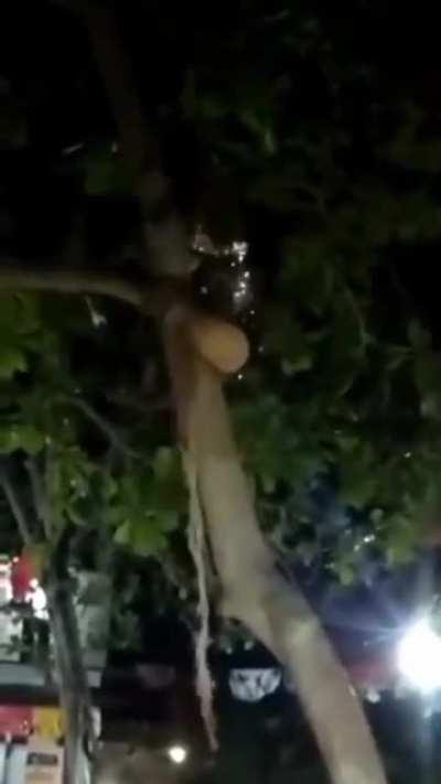 Lovely night for 4 a drunken tree climb