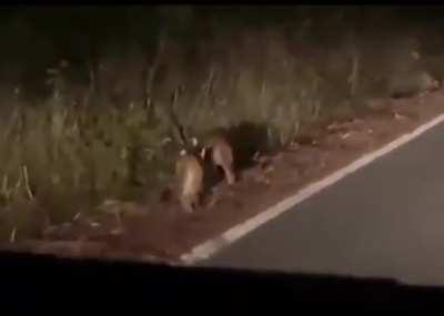 Cachorros de puma, comuna de Río Bueno