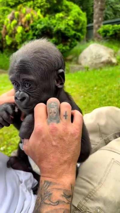 Smol gorilla :3