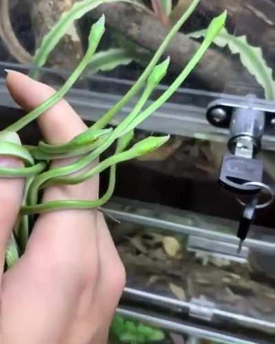 Forbidden asparagus