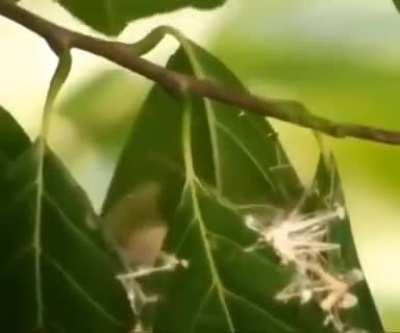 🔥 Tailor birds sewing their nest