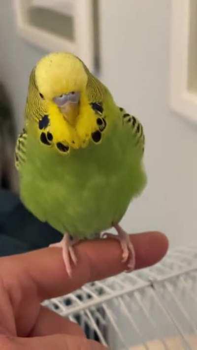 Maximilian Floofmonster