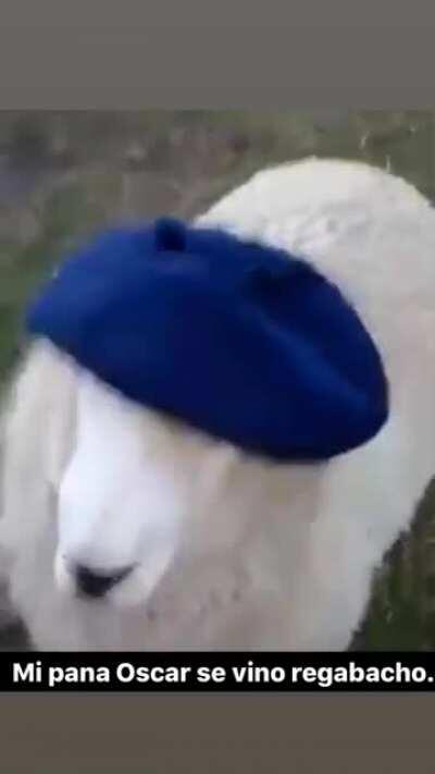 Asi no Oscar... 😡😡🖕🏽🖕🏽🇫🇷🇫🇷🔥🔥