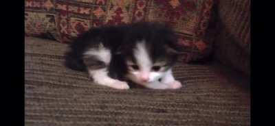 Look at this ferocious beast.