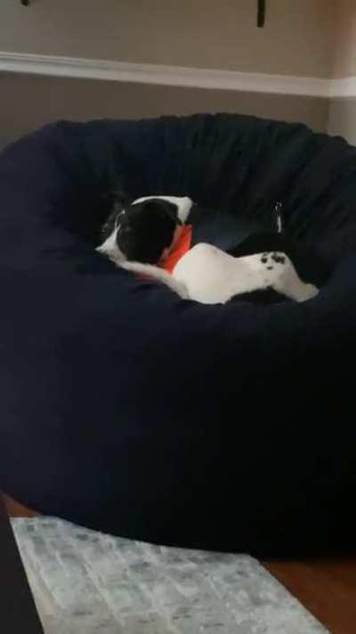 Here’s another hissy fit for not getting attention 😂 (sound should be up)