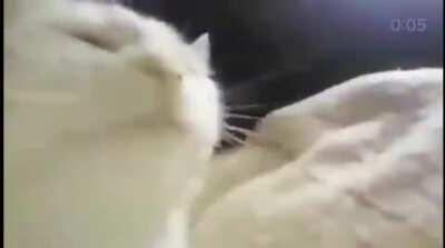 When xqc plays a jam