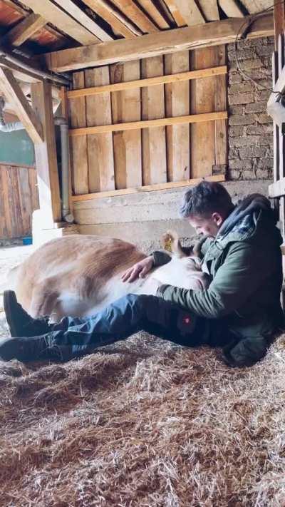 Cow hanging out with their caretaker at Lebenshof Odenwald animal sanctuary