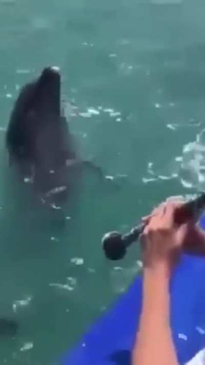 Dolphins enjoying music