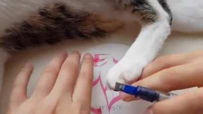 Trying to do something with a cat around